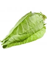 Conical cabbage