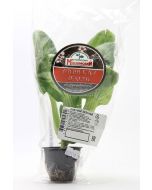 Cabbage Pak choy Exclusive (tray)