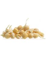 Pea seed sprouts (chickpea)