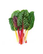 MANGOLD RAINBOW