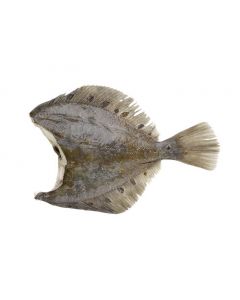 Chilled flounder, headless