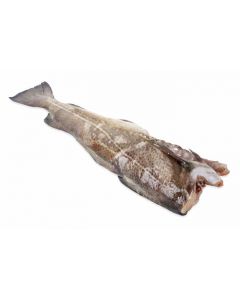 Gutted cod, headless, chilled