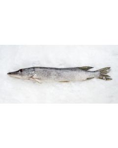 Pike with head gutted, chilled