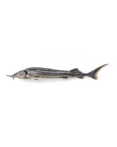 Chilled sterlet, ~ 1-2 kg