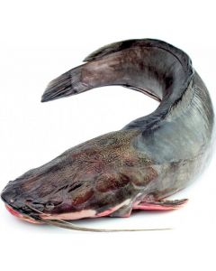 Chilled gutted catfish (pieces up to 10 kg)