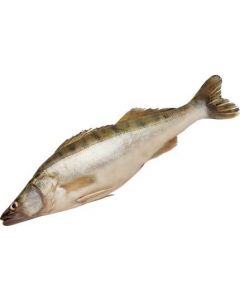 Chilled small pike perch