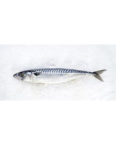 Chilled mackerel