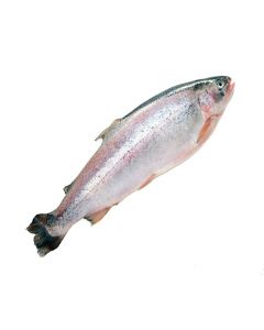 Trout Summer Bakhtak chilled gutted with heads