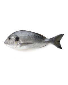 Sea carp (dorada), ~ 600-800 g