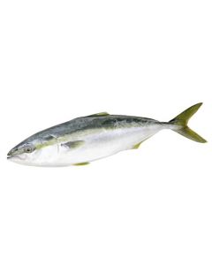 Chilled yellowtail tuna, ~ 0.8-1.3 kg