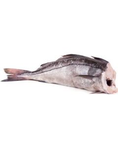Gutted haddock, headless, chilled