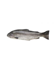 Chilled Karelian trout, ~ 1 kg