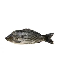 Chilled carp