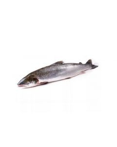 Chilled salmon, ~ 4-5 kg