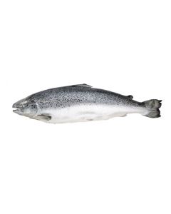 Chilled salmon, ~ 5-6 kg