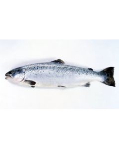 Chilled salmon, ~ 6-7 kg