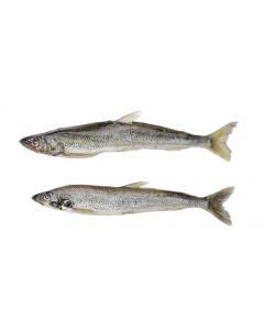 Chilled smallmouth smelt
