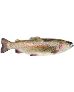 Rainbow Trout